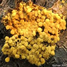 Attēlu rezultāti vaicājumam “Hemitrichia clavata”