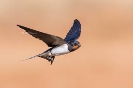 Attēlu rezultāti vaicājumam “Hirundo rustica”