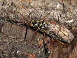 Attēlu rezultāti vaicājumam “Acantholyda posticalis”