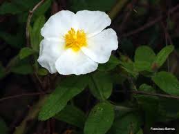 Attēlu rezultāti vaicājumam “Cistaceae”