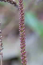 Attēlu rezultāti vaicājumam “Plantago uniflora leaf”
