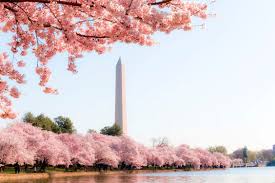 Image result for "cherry blossom" washington