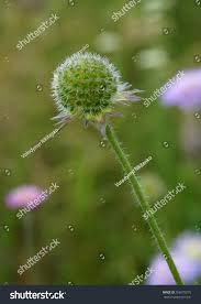 Attēlu rezultāti vaicājumam “Knautia arvensis fruit”