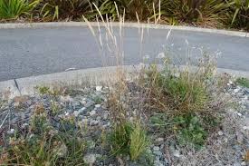 Attēlu rezultāti vaicājumam “Cynosurus cristatus fruit”