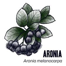 Attēlu rezultāti vaicājumam “Aronia melanocarpa fruit”