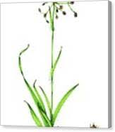 Attēlu rezultāti vaicājumam “Luzula pilosa flower”