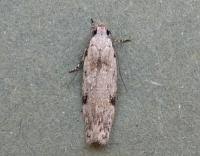 Attēlu rezultāti vaicājumam “Carpatolechia alburnella”