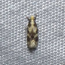 Attēlu rezultāti vaicājumam “Tineidae”