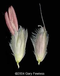 Attēlu rezultāti vaicājumam “Alopecurus pratensis flower”