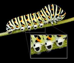 Attēlu rezultāti vaicājumam “Papilio machaon larva”