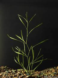 Attēlu rezultāti vaicājumam “Potamogeton compressus”