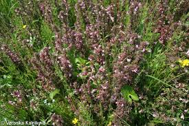 Attēlu rezultāti vaicājumam “Pedicularis palustris leaf”