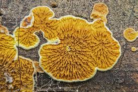 Attēlu rezultāti vaicājumam “Pseudomerulius aureus”