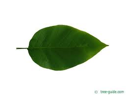 Attēlu rezultāti vaicājumam “Magnolia acuminata leaf”