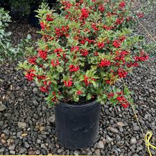 Attēlu rezultāti vaicājumam “Ilex x meserveae”