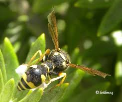 Attēlu rezultāti vaicājumam “Eumenes sp.”