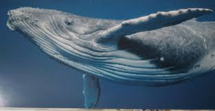 Image result for Balaenoptera musculus