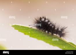 Attēlu rezultāti vaicājumam “Gynaephora selenitica larva”