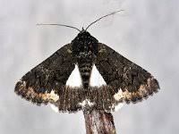 Attēlu rezultāti vaicājumam “Catarhoe rubidata”