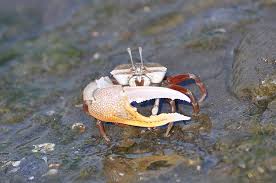 Image result for Cancer borealis