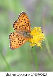 Attēlu rezultāti vaicājumam “Brenthis ino upperside”