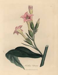 Attēlu rezultāti vaicājumam “Nicotiana tabacum flower”