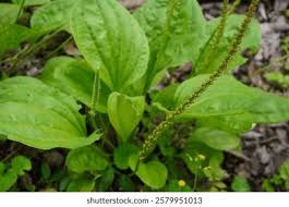 Attēlu rezultāti vaicājumam “Plantago major leaf”