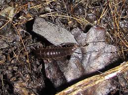 Attēlu rezultāti vaicājumam “Necrodes littoralis”