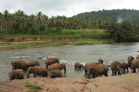 Image result for pinawella