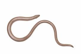 Attēlu rezultāti vaicājumam “Anguis fragilis adult”