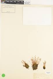 Attēlu rezultāti vaicājumam “Splachnum ampullaceum sporophyte”