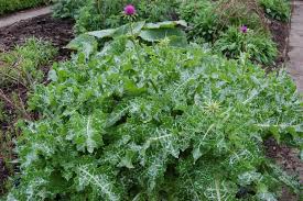Image result for Silybum marianum