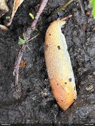 Attēlu rezultāti vaicājumam “Fuligo licentii”