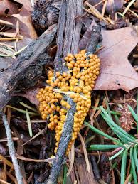 Attēlu rezultāti vaicājumam “Leocarpus fragilis stalked”
