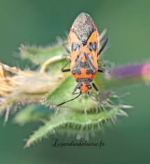 Attēlu rezultāti vaicājumam “Corizus hyoscyami imago”