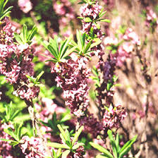 Attēlu rezultāti vaicājumam “Daphne mezereum flower”