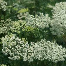 Attēlu rezultāti vaicājumam “Cenolophium denudatum”