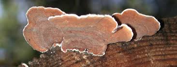 Attēlu rezultāti vaicājumam “Gloeoporus dichrous”