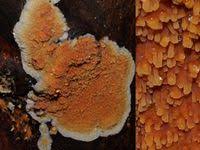 Attēlu rezultāti vaicājumam “Gloeoporus taxicola”