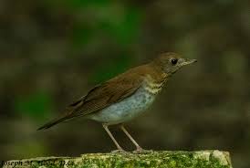 Image result for Catharus fuscescens