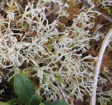 Attēlu rezultāti vaicājumam “Cladonia ciliata”