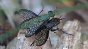 Attēlu rezultāti vaicājumam “Coremacera marginata”