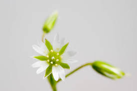 Attēlu rezultāti vaicājumam “Stellaria longifolia flower”