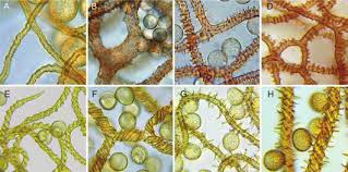 Attēlu rezultāti vaicājumam “Diderma cingulatum young”