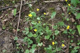 Attēlu rezultāti vaicājumam “Ranunculus auricomus leaf”