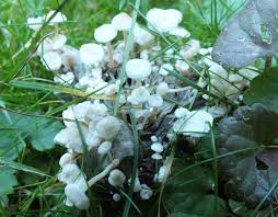 Attēlu rezultāti vaicājumam “Collybia tuberosa”