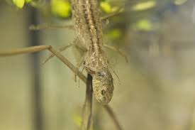 Attēlu rezultāti vaicājumam “Dytiscus sp. larva”