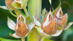 Attēlu rezultāti vaicājumam “Digitalis purpurea fruit”