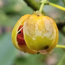 Attēlu rezultāti vaicājumam “Euonymus fruit”