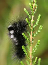 Attēlu rezultāti vaicājumam “Gynaephora selenitica”